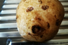 My potato friend